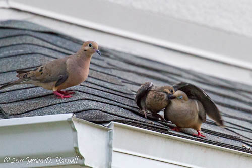 Mourning Doves Food