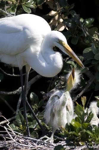 Baby Great Egret