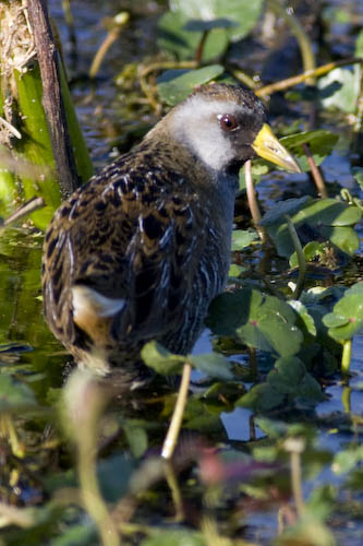 Sora