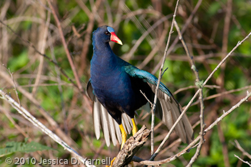Purple Gallinule adult