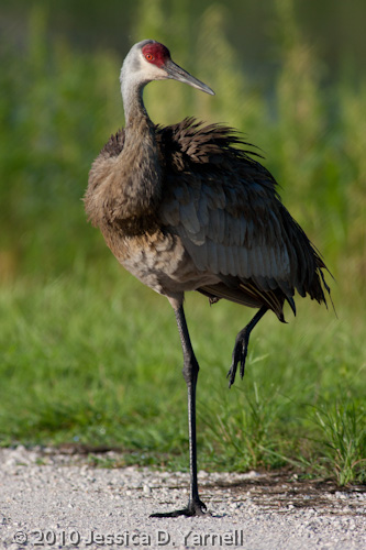 Sand Hill Crane