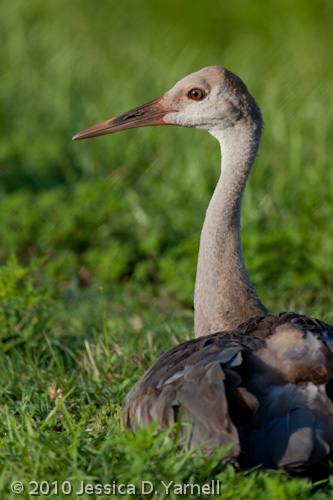 Sand Hill Crane Juvenile