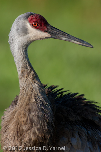 Sand Hill Crane