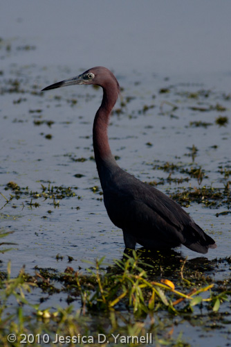 Little Blue Heron