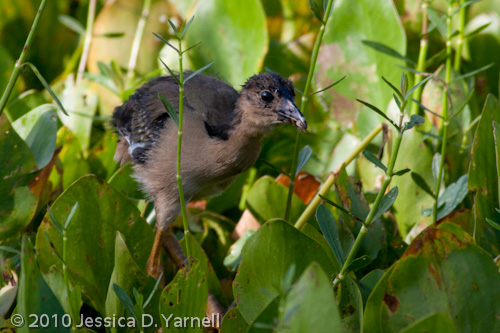 (Younger) Baby Purple Gallinule