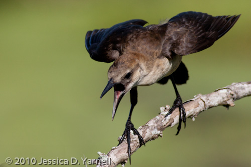 Juvenile Grackle