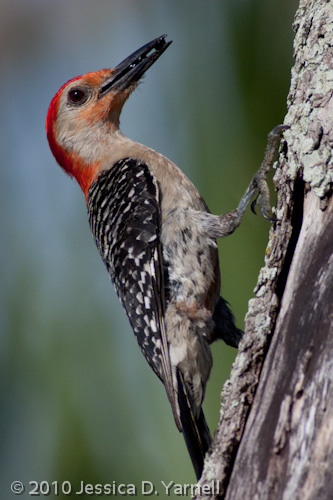 Red-Bellied Woodpecker