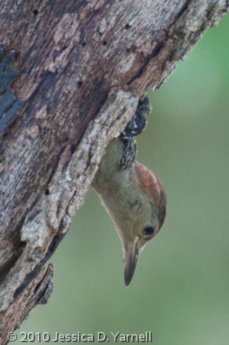Red-Bellied Woodpecker baby