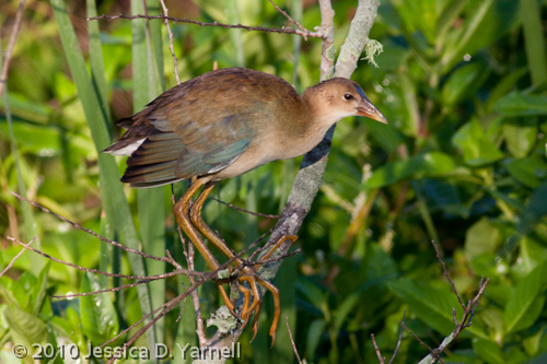 (Older) Baby Purple Gallinule