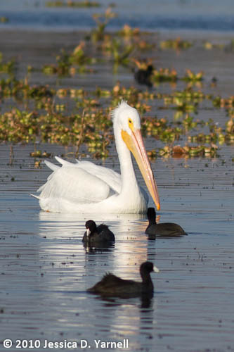 American White Pelican