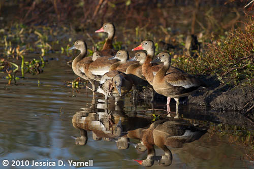 Black-Bellied Whistling Ducks