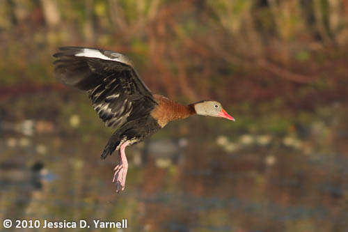 Black-Bellied Whistling Ducks