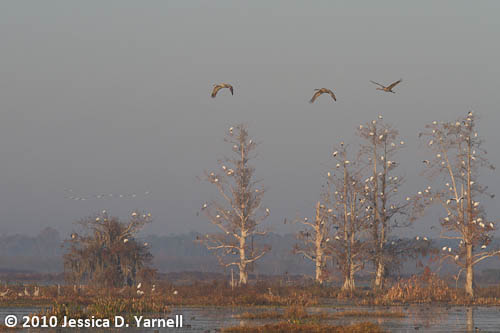 Sandhill Cranes at Sunrise
