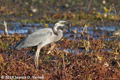 Great Blue Heron