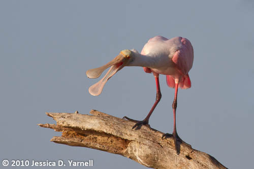 Roseate Spoonbill