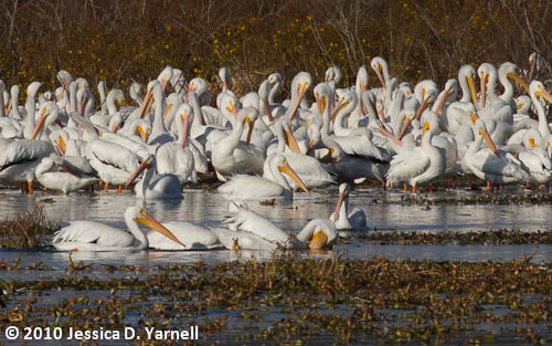 American White Pelicans