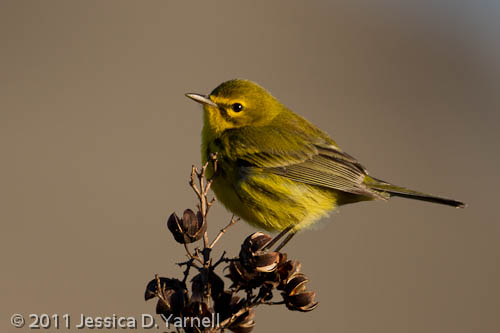 Prairie Warbler