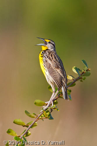 In Search of Babies at Circle B Bar Reserve - catandturtle