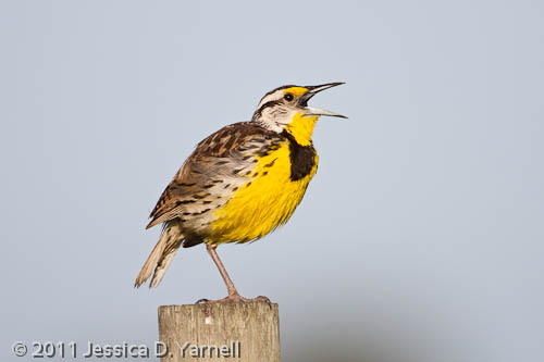 Eastern Meadowlark adult