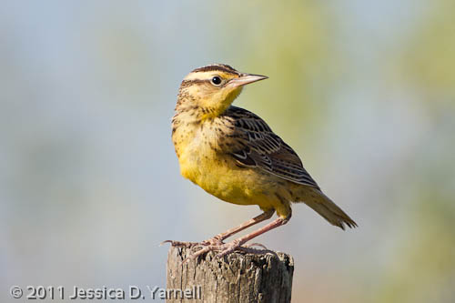 Eastern Meadowlark juvenile