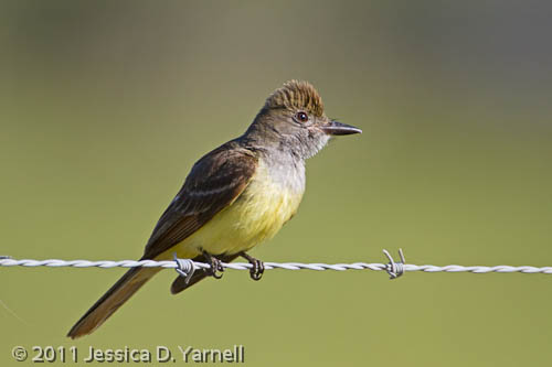 Great-Crested Flycatcher