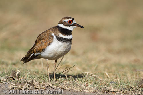 Killdeer