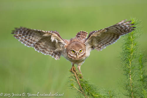 Week Five: Burrowing Owls Fly Off! - catandturtle