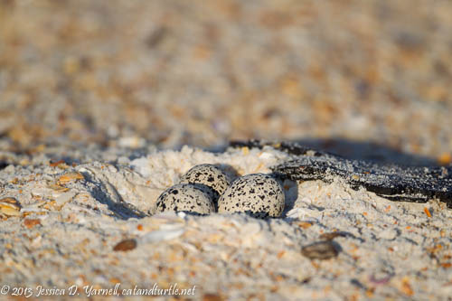 Wilson's Plover Nest - catandturtle