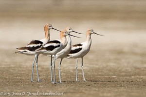 American Avocet