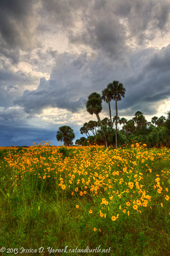 Lake Jesup Wildflowers