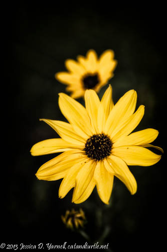Swamp Sunflower Close-up