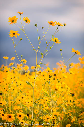 Swamp Sunflowers
