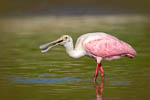 Central Florida Bird Photography Locations