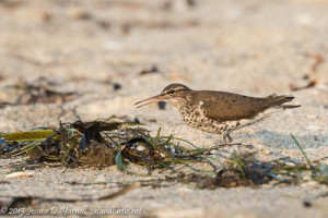 Spotted Sandpiper at East Beach