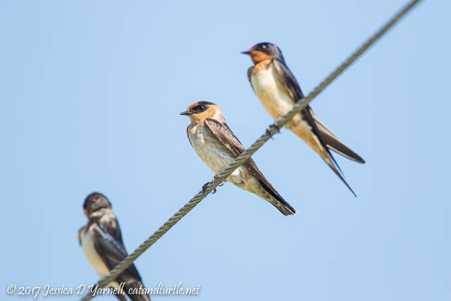 Cave Swallow (Middle)