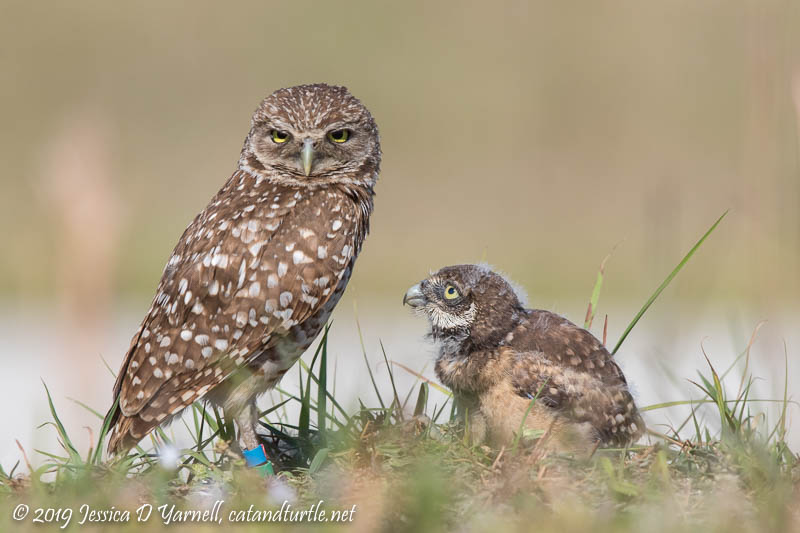 Burrowing Owls In Cape Coral - Catandturtle