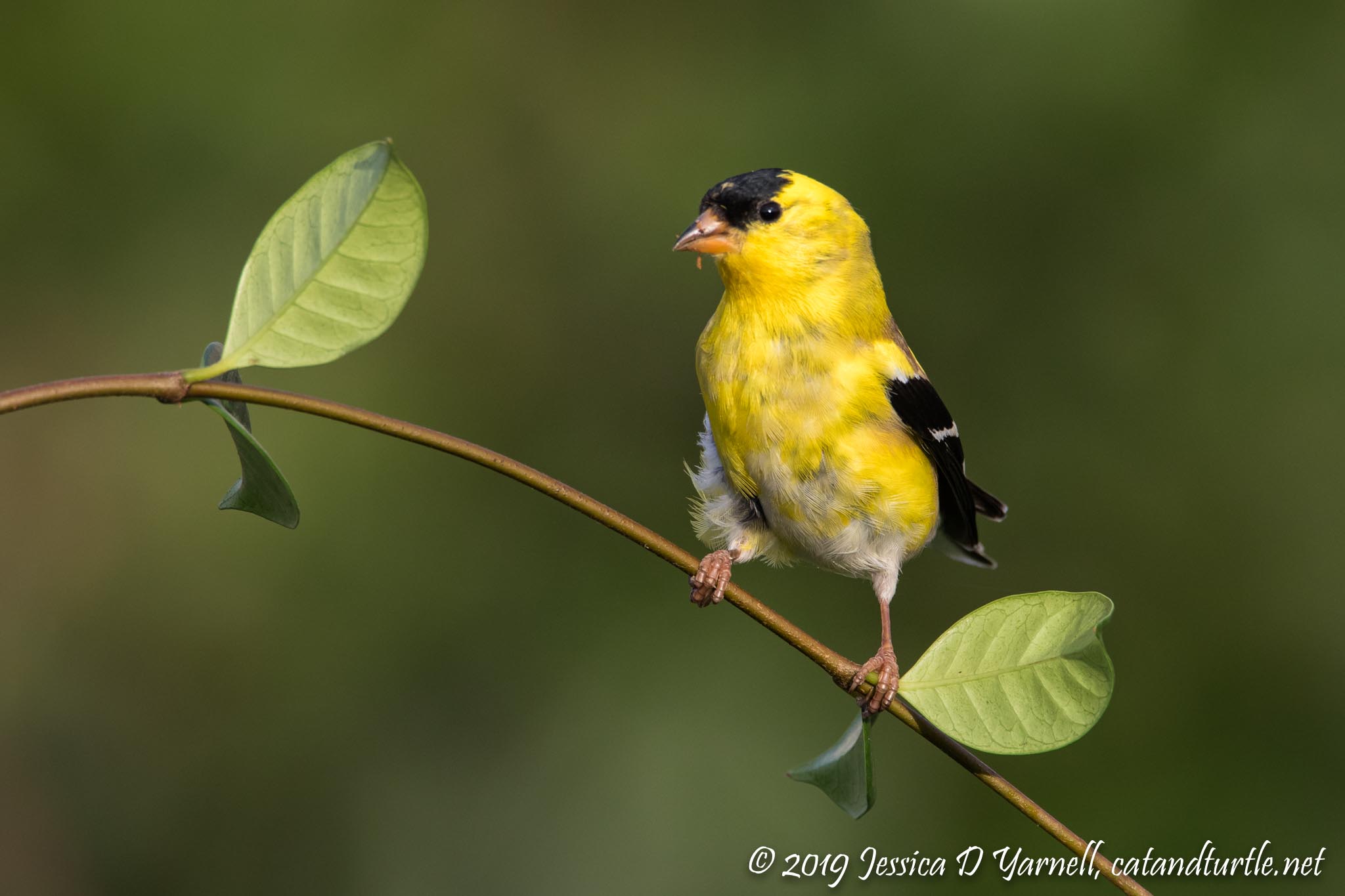 American Goldfinch Male