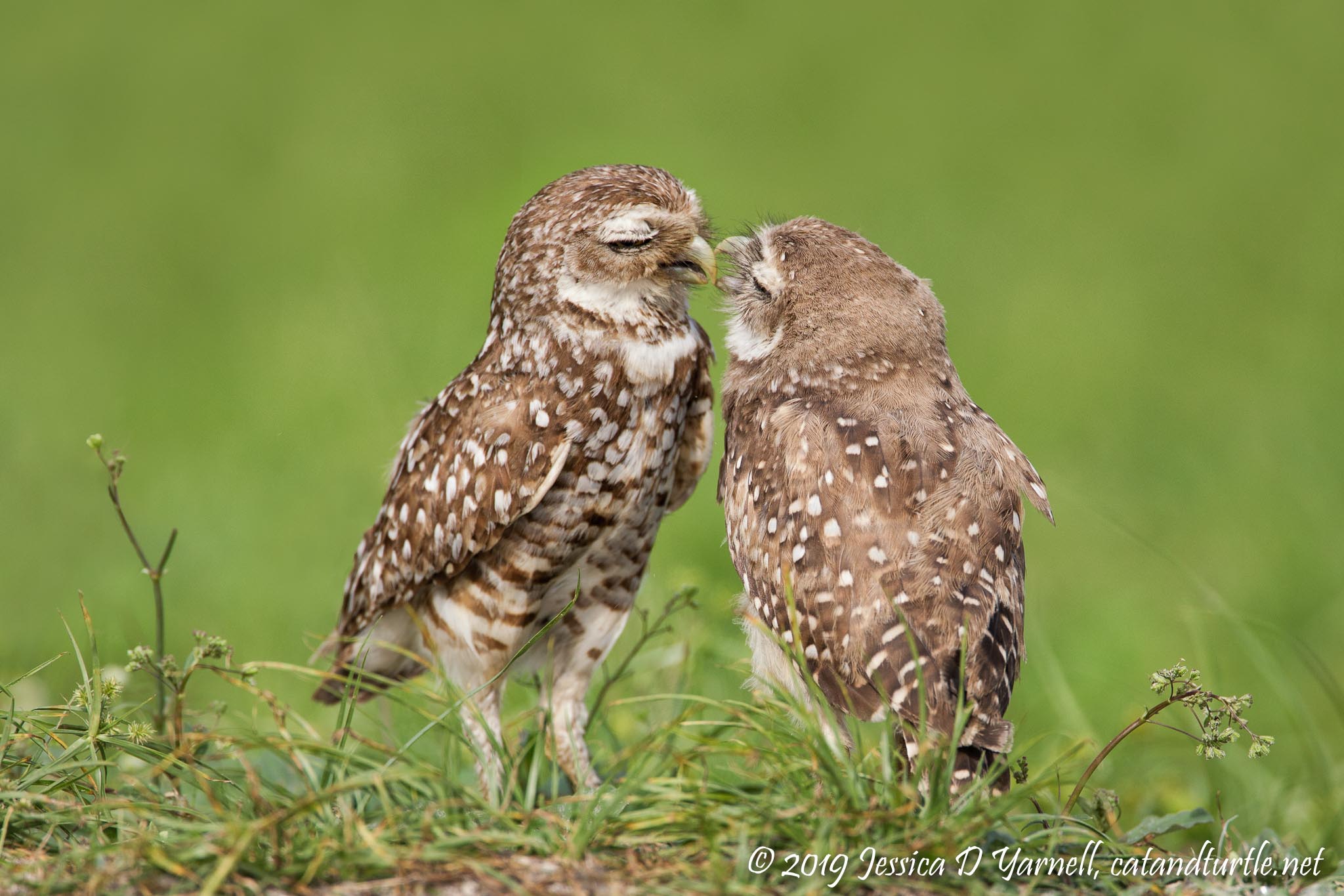 Burrowing Owl Kiss