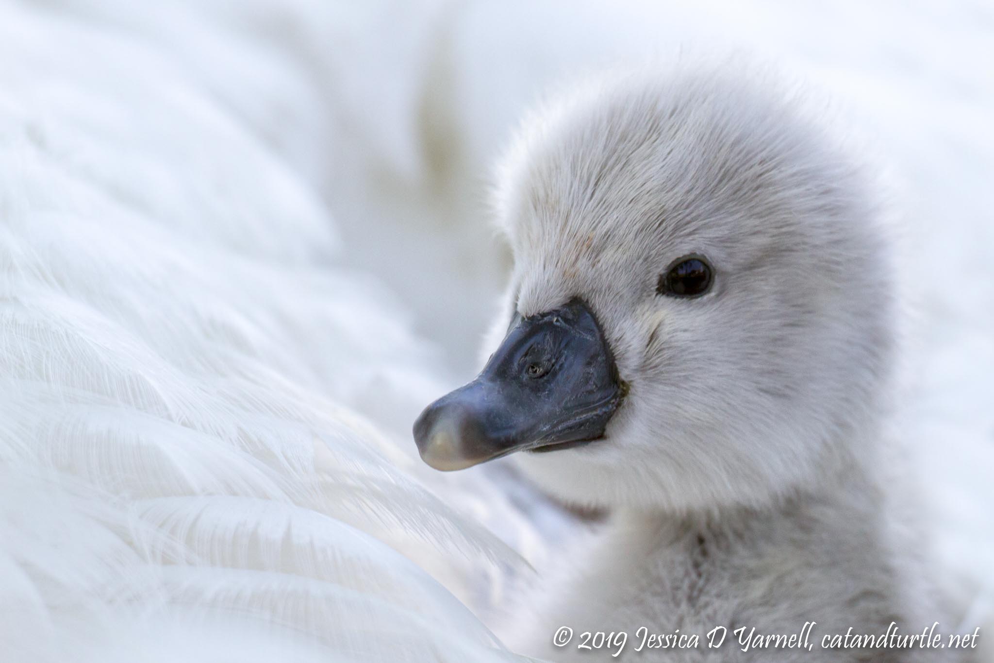 Featherbed