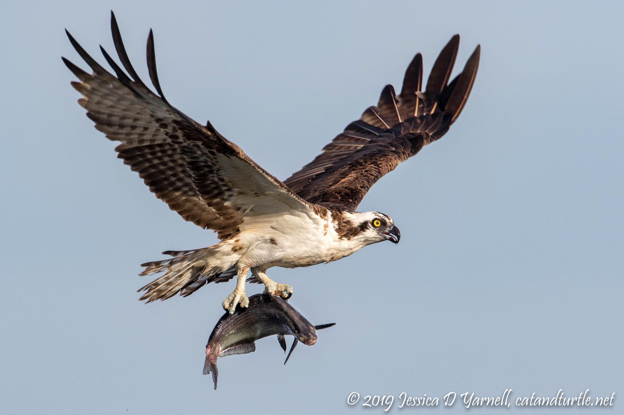 Osprey with Fish