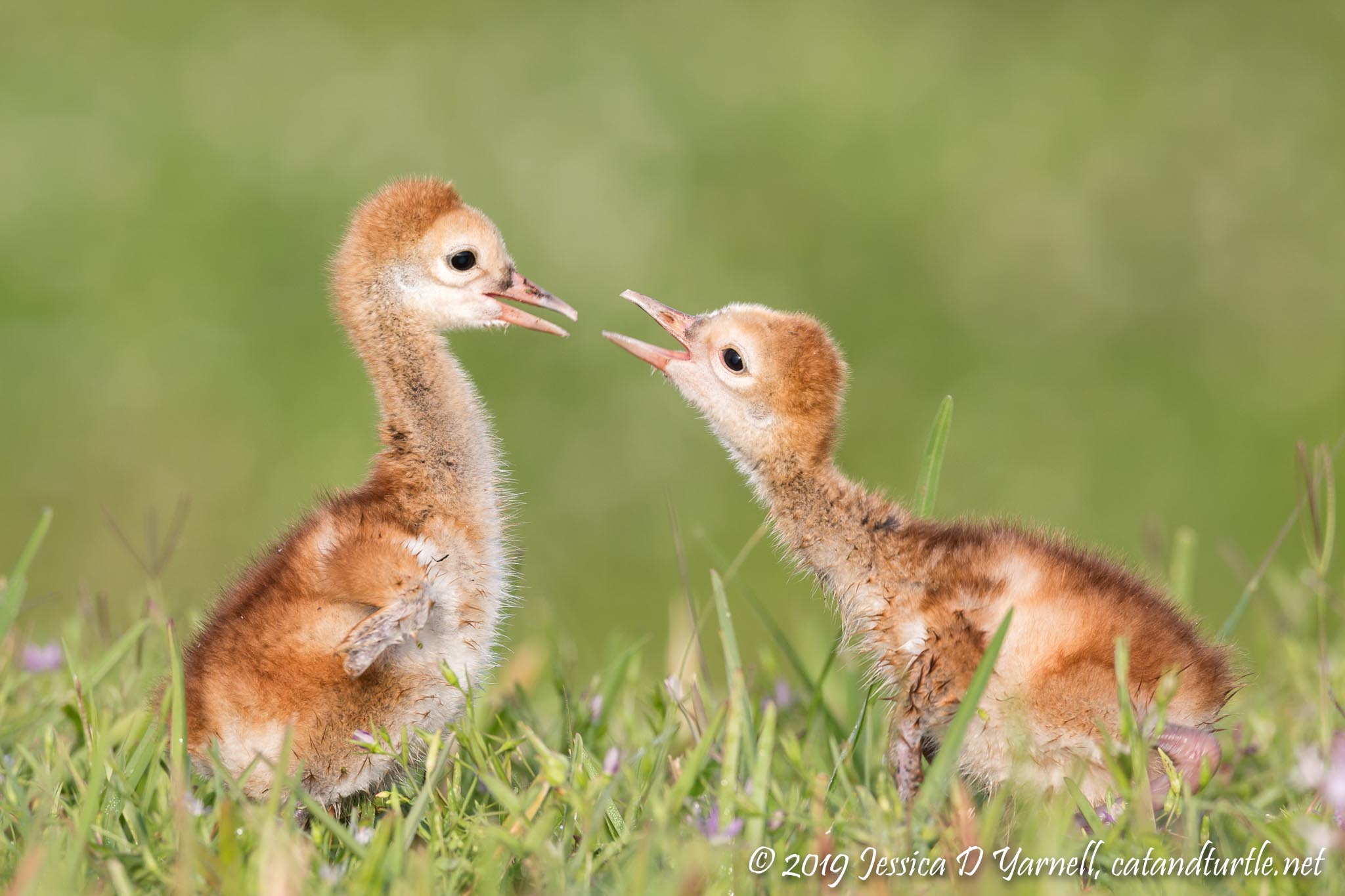Playtime!  (Sandhill Crane Colts)