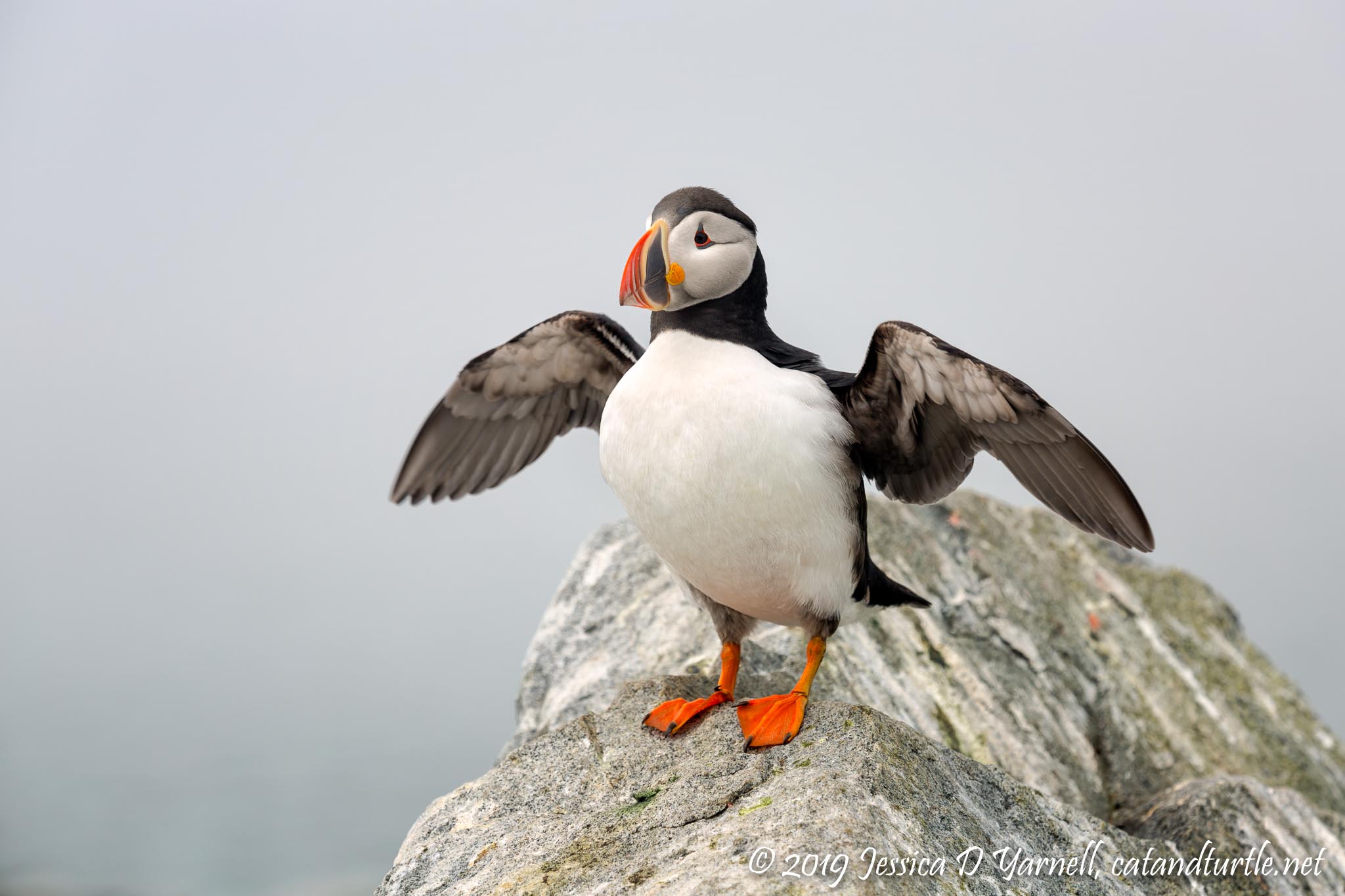 Proud to be a Puffin!