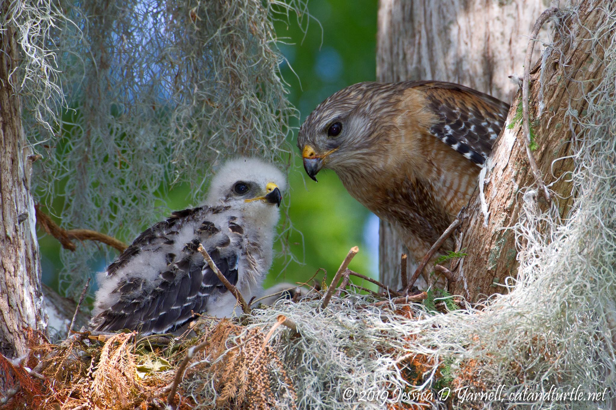 Red-Shouldered Hawk Nest