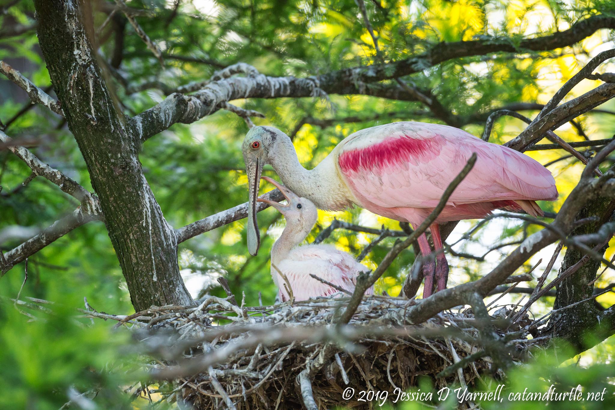 Roseate Spoonbill Nest