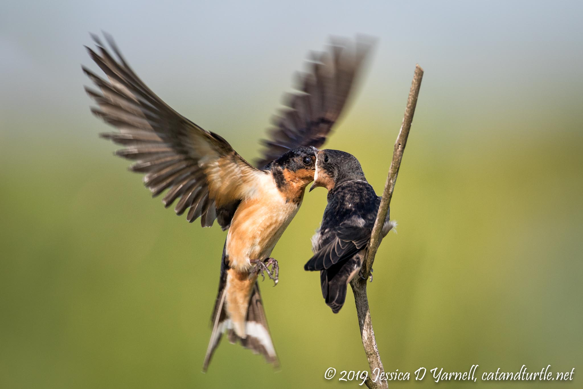 Special Delivery_Lake Apopka Wildlife Drive_201707281_copyrightJessYarnell-2