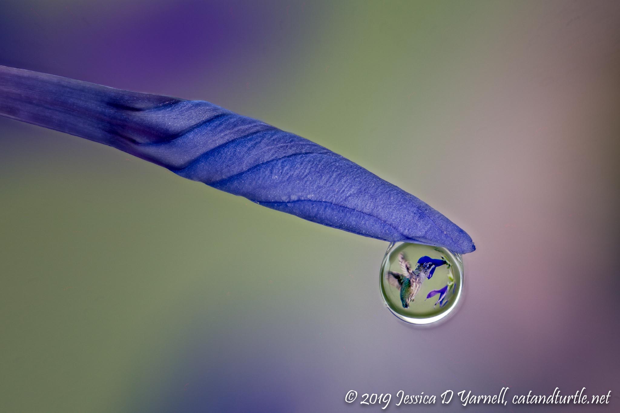 Suspended Animation