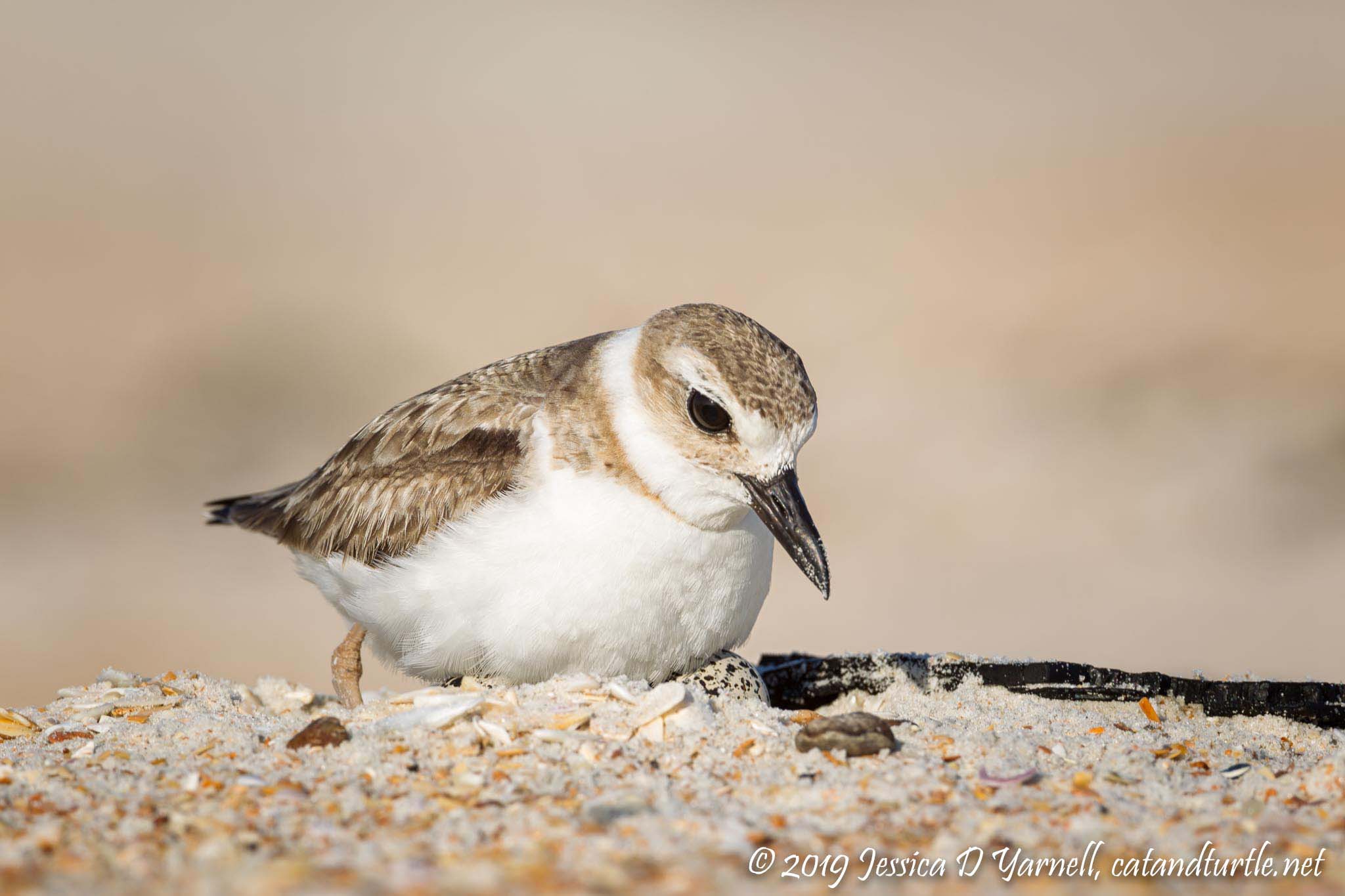 Wilson's Plover on Eggs