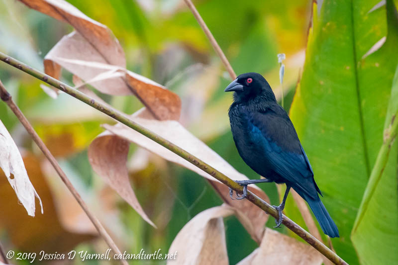 Bronzed Cowbird