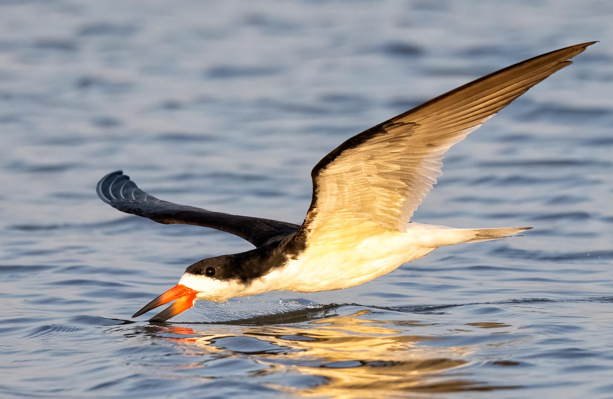 Black Skimmer Skimming