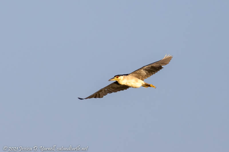 Black-crowned Night Heron